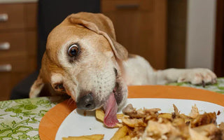 10 erreurs Alimentation Chien