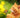 Antiparasitaire Chat