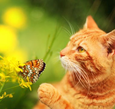 Antiparasitaire Chat