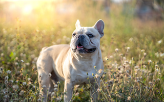 Bouledogue Français