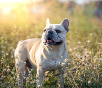 Bouledogue Français