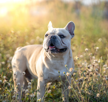 Bouledogue Français
