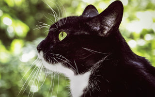 Vermifuge pour chat : quelles solutions naturelles choisir ?