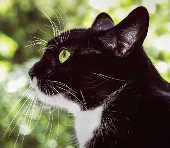 Vermifuge pour chat : quelles solutions naturelles choisir ?