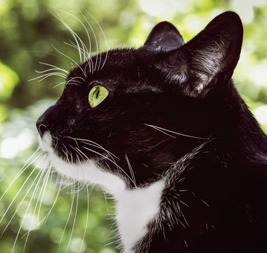 Vermifuge pour chat : quelles solutions naturelles choisir ?