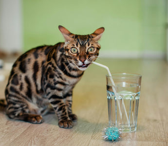 Mon chat ne boit pas