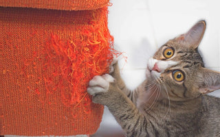 Chat Griffe Meubles Mur Canapé