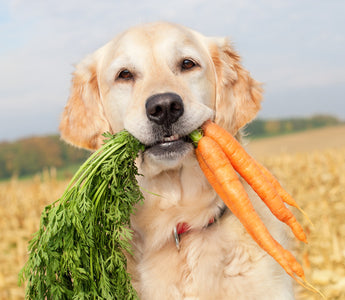 chat chien nourriture bio et naturelle