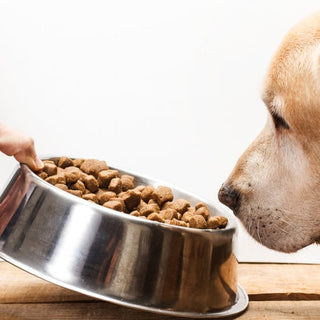 Mon Chien ne mange plus