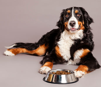 Alimentation bio et naturelle chien