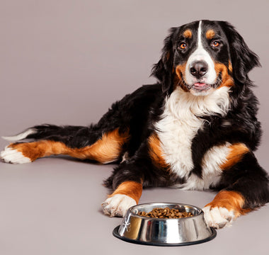 Alimentation bio et naturelle chien