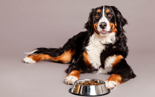 Transition Alimentaire Chien