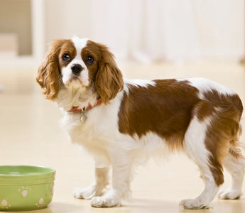 chien croquettes bio et naturelles