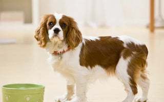 chien croquettes bio et naturelles