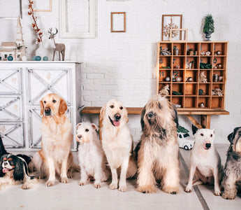 Top 10 des meilleures races de chien