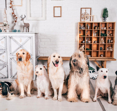 Top 10 des meilleures races de chien