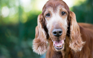 Croquettes Chien Senior