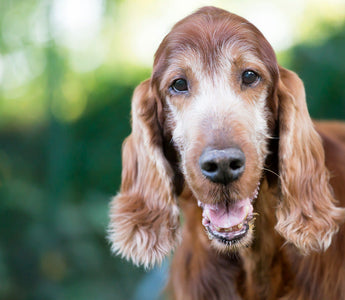 Croquettes Chien Senior