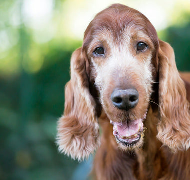 Croquettes Chien Senior