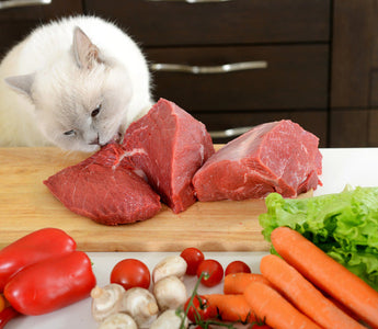 Croquettes Chat Bio