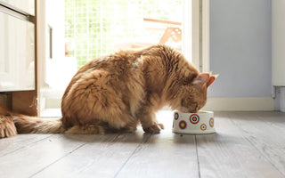 Croquettes Chat Senior