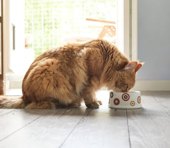 Croquettes Chat Senior