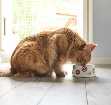 Croquettes Chat Senior