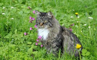 Croquettes Insectes Chat