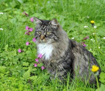 Croquettes Insectes Chat