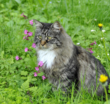 Croquettes Insectes Chat