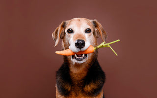 Croquettes Végétariennes Chien