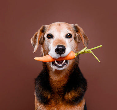 Croquettes Végétariennes Chien