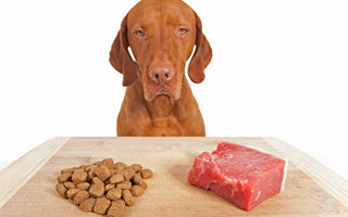 La bi-nutrition pour chien : Explications et conseils