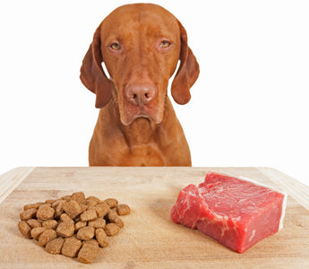 La bi-nutrition pour chien : Explications et conseils