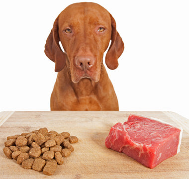 La bi-nutrition pour chien : Explications et conseils