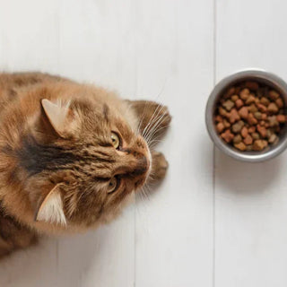 Croquettes pour chat fabriquées en France
