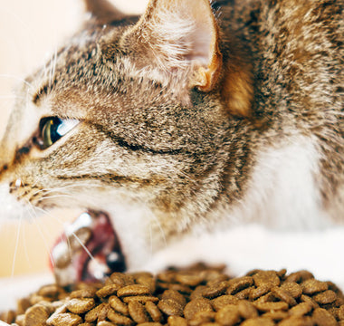 Croquettes sans céréales pour chat