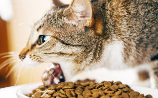 Croquettes sans céréales pour chat