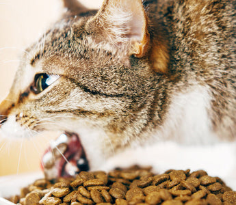 Croquettes sans céréales pour chat