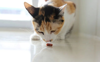 Friandise pour chat : comment bien les choisir ?