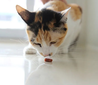 Friandise pour chat : comment bien les choisir ?