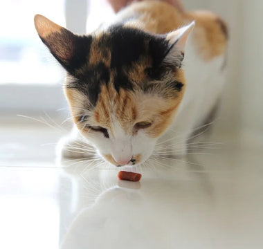 Friandise pour chat : comment bien les choisir ?