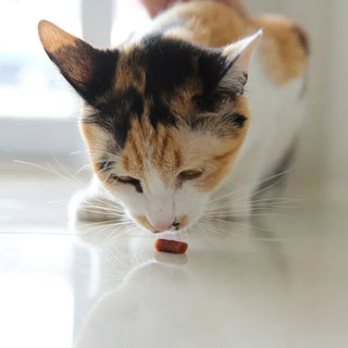 Friandise pour chat : comment bien les choisir ?