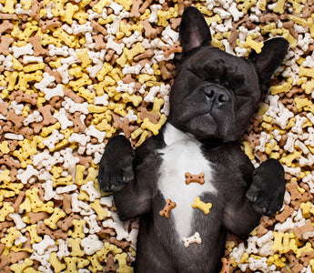 Friandises Naturelles Chien