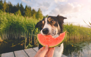 Fruit pour Chien