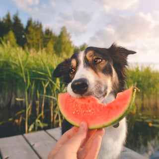 Fruit pour Chien