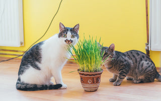 Herbe à Chat