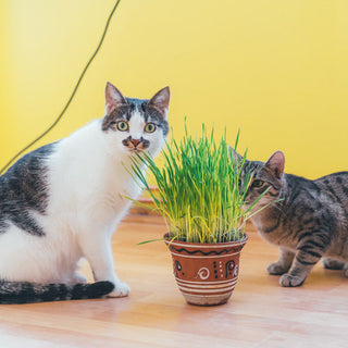 Herbe à Chat