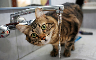 Hydratation Chat