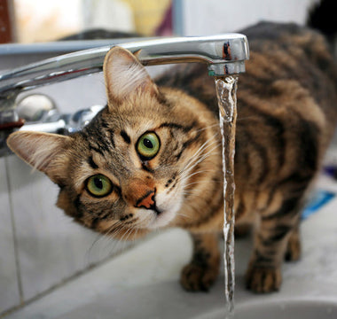 Hydratation Chat